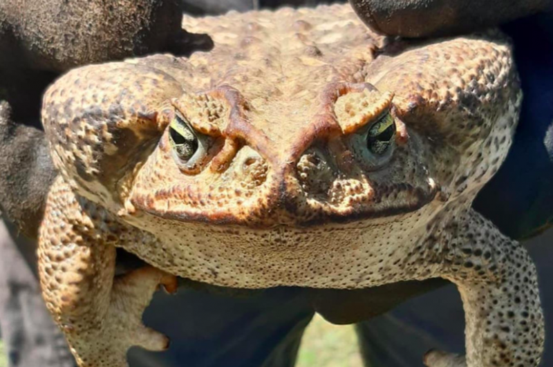 Hallaron un sapo gigante, extico y de los ms venenosos del mundo